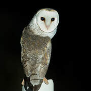 Eastern Barn Owl