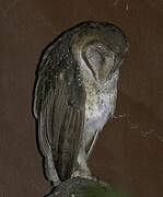 Andaman Masked Owl