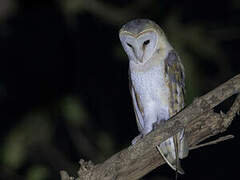 Western Barn Owl