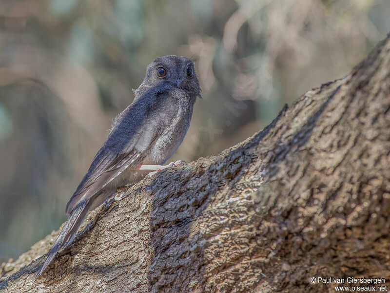 Australian Owlet-nightjar