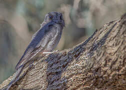 Australian Owlet-nightjar