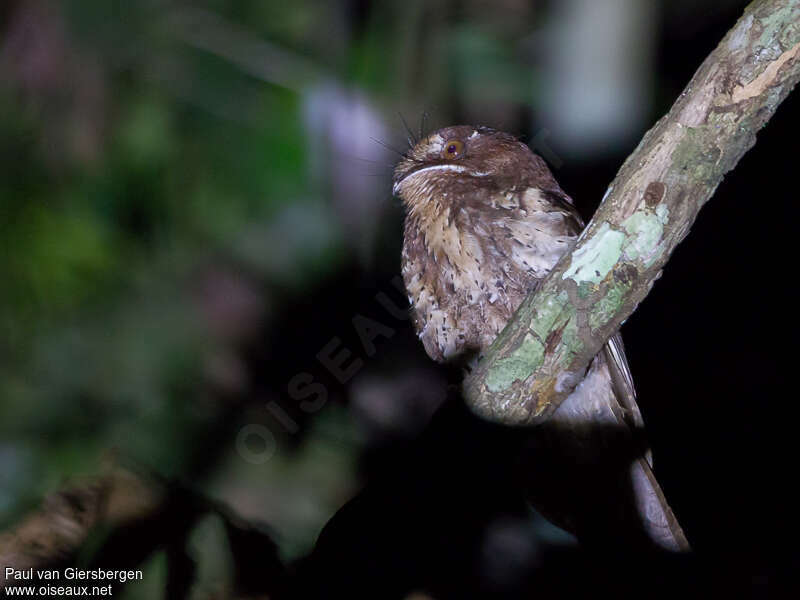 Moluccan Owlet-nightjar, habitat, pigmentation