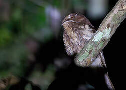 Moluccan Owlet-nightjar