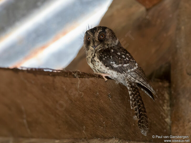 Mountain Owlet-nightjar