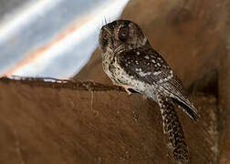 Mountain Owlet-nightjar