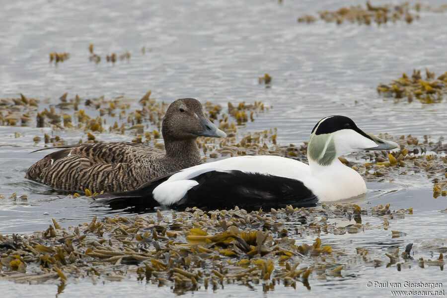 Common Eideradult