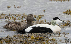 Eider à duvet