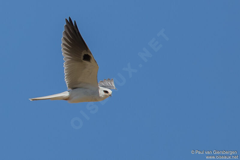 White-tailed Kite