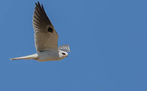 White-tailed Kite