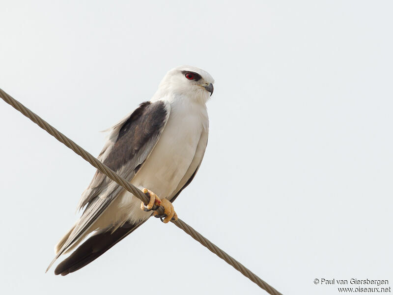 Black-winged Kiteadult