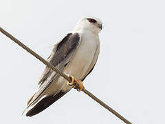 Black-winged Kite