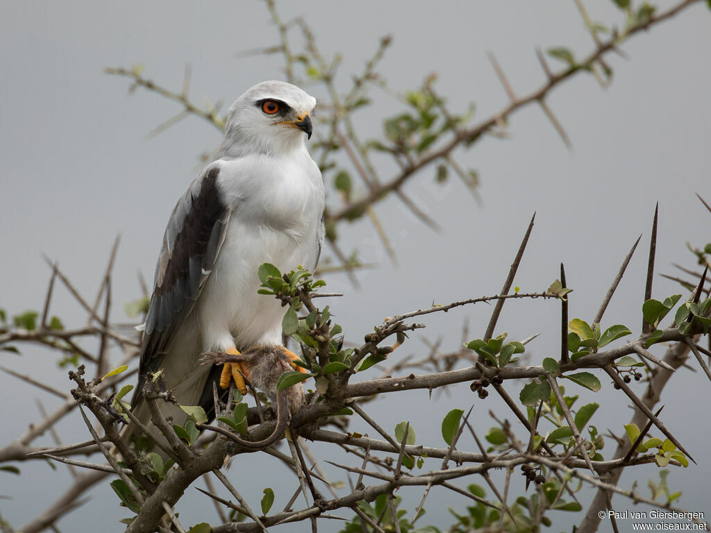 Black-winged Kiteadult