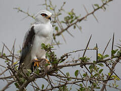 Black-winged Kite