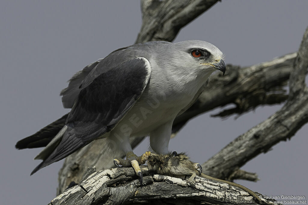 Black-winged Kiteadult