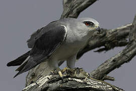 Black-winged Kite