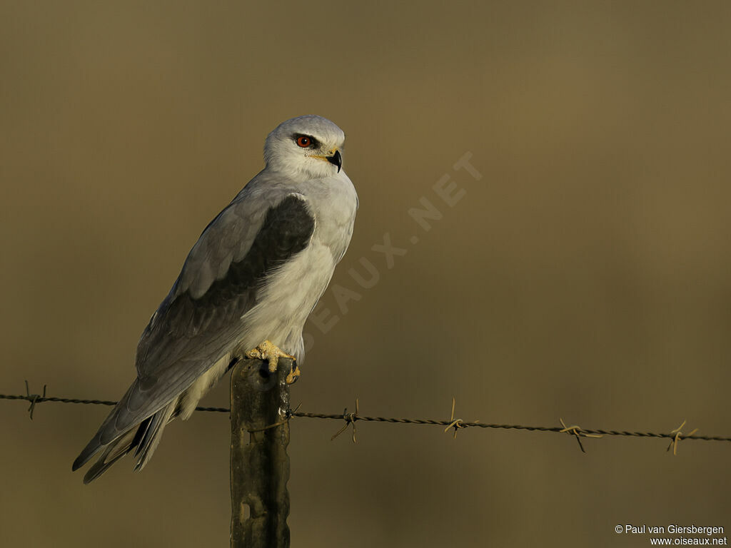 Black-winged Kiteadult