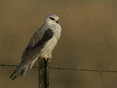 Black-winged Kite