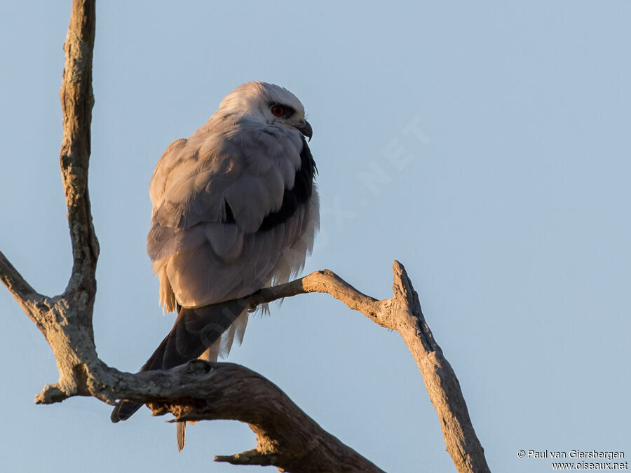 Black-shouldered Kiteadult