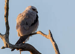 Black-shouldered Kite