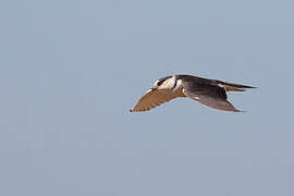 Pearl Kite