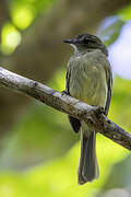 Yellow-crowned Elaenia