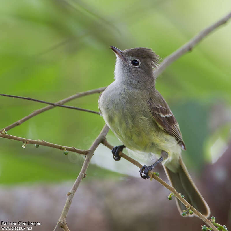 Élénie à ventre jauneadulte, identification