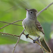 Yellow-bellied Elaenia