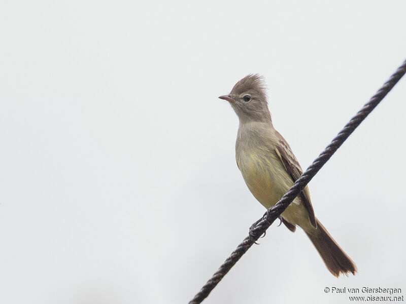 Yellow-bellied Elaenia