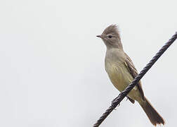 Yellow-bellied Elaenia