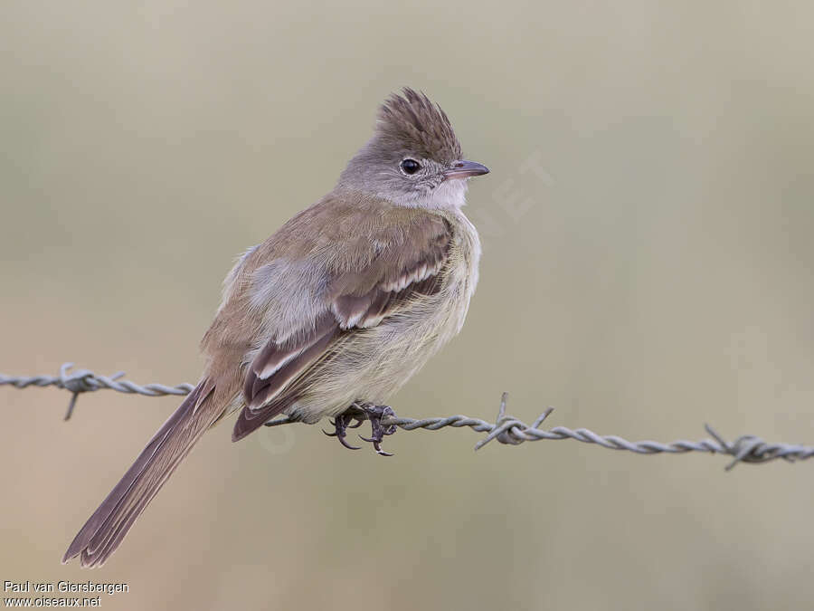 Élénie à ventre jauneadulte, identification