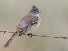 Yellow-bellied Elaenia