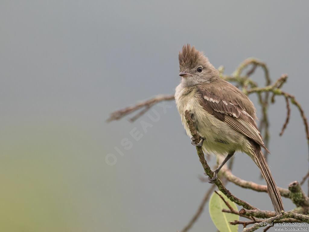 Yellow-bellied Elaeniaadult