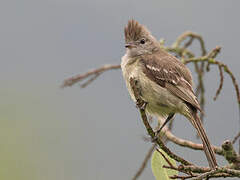 Yellow-bellied Elaenia