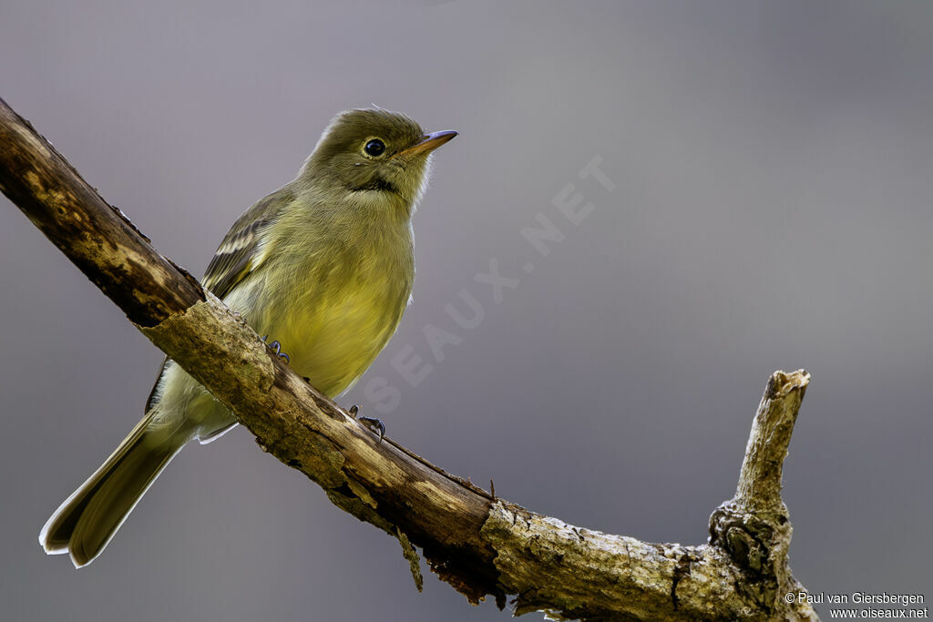 Élénie à ventre jaune