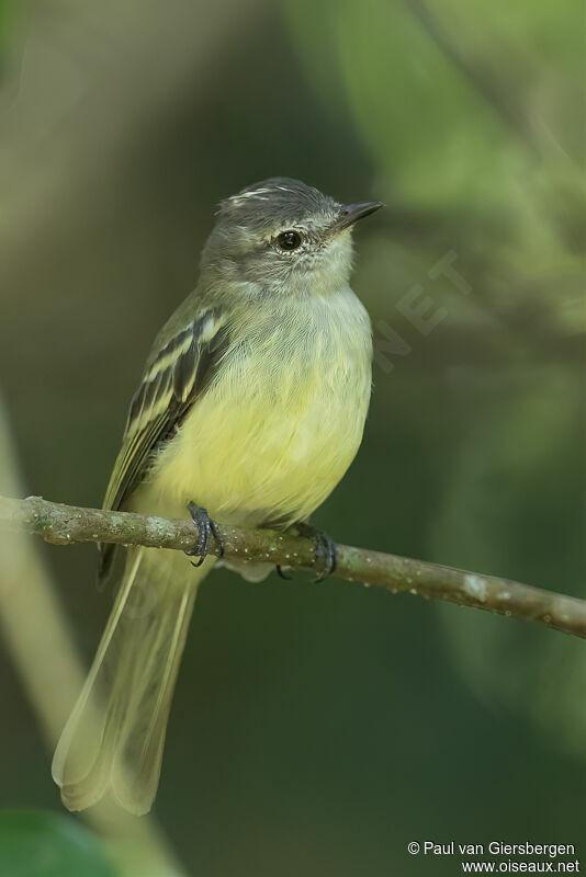 Forest Elaeniaadult