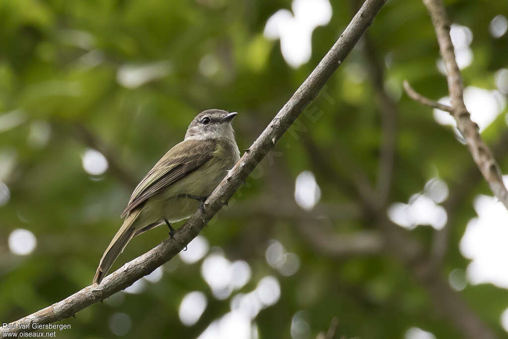 Élénie de Jamaïque adulte, identification
