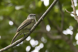 Jamaican Elaenia