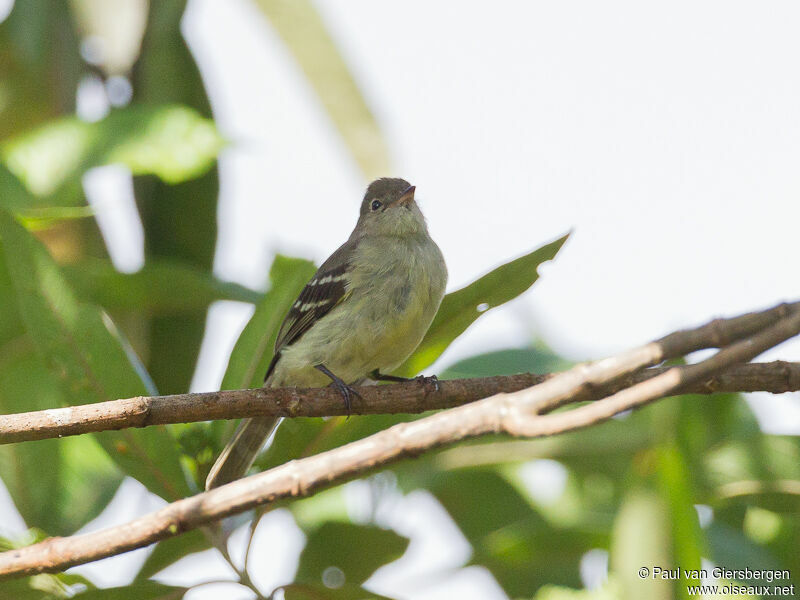 Sierran Elaenia