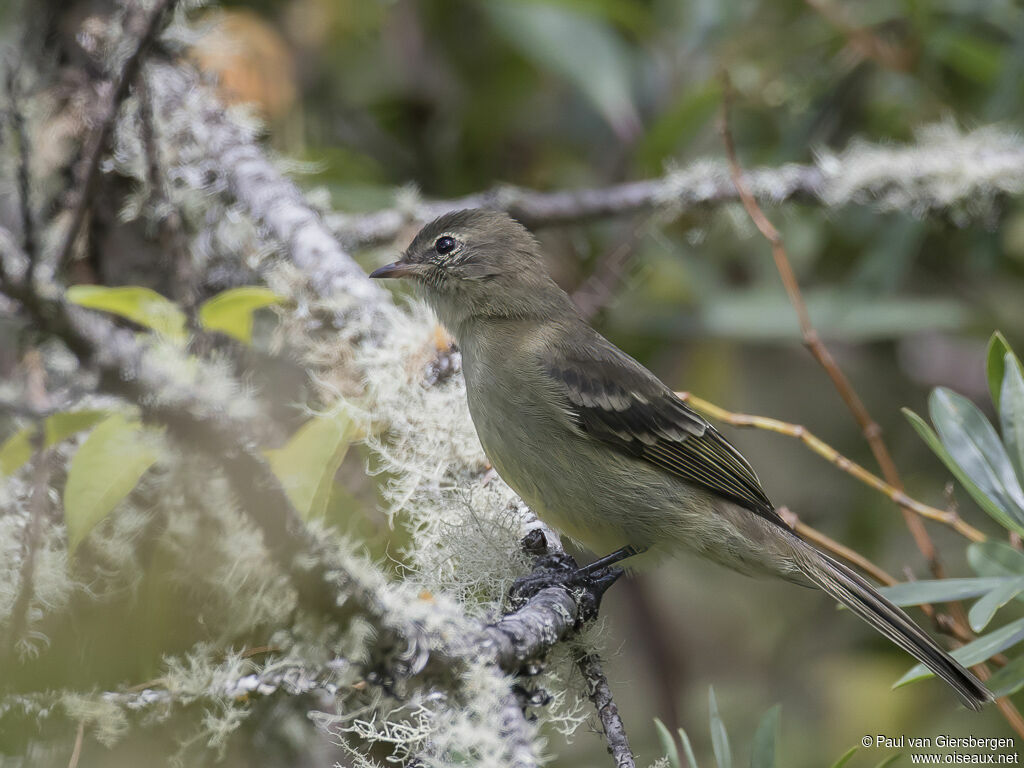 Sierran Elaeniaadult