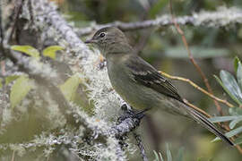 Sierran Elaenia