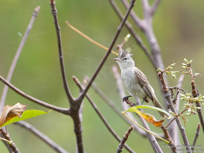 Grey-and-white Tyrannulet