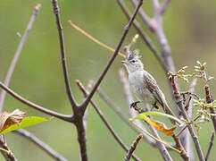 Grey-and-white Tyrannulet