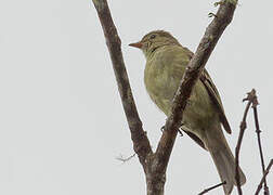 Mountain Elaenia