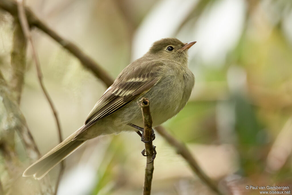 Mountain Elaeniaadult