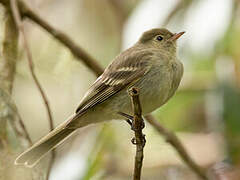 Mountain Elaenia