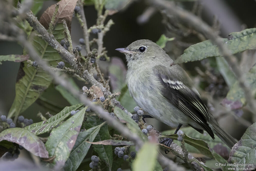 Mountain Elaeniaadult