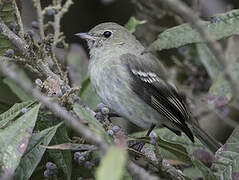 Mountain Elaenia