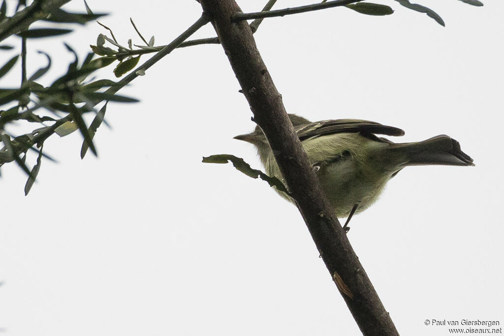 Greater Antillean Elaenia