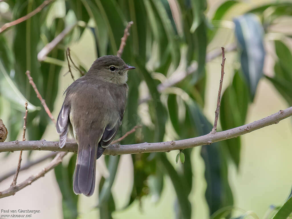 Small-headed Elaeniaadult, habitat, pigmentation