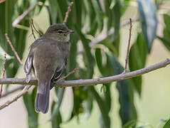 Small-headed Elaenia